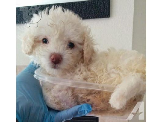 PoulaTo: poodle